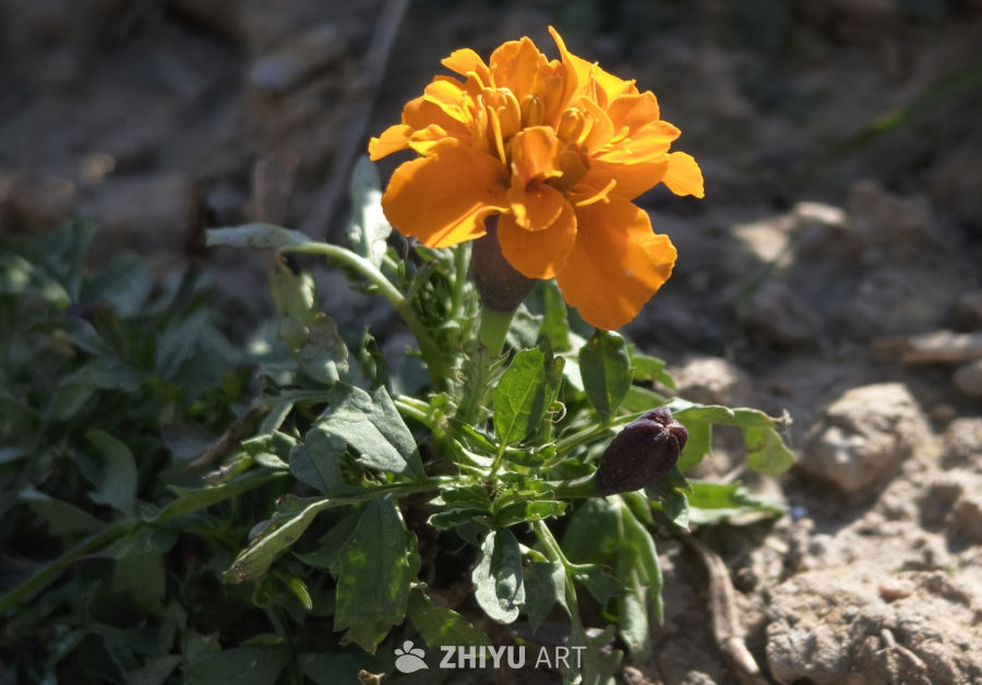 一枝独秀菊花迎冬来，冬日清新背景素材