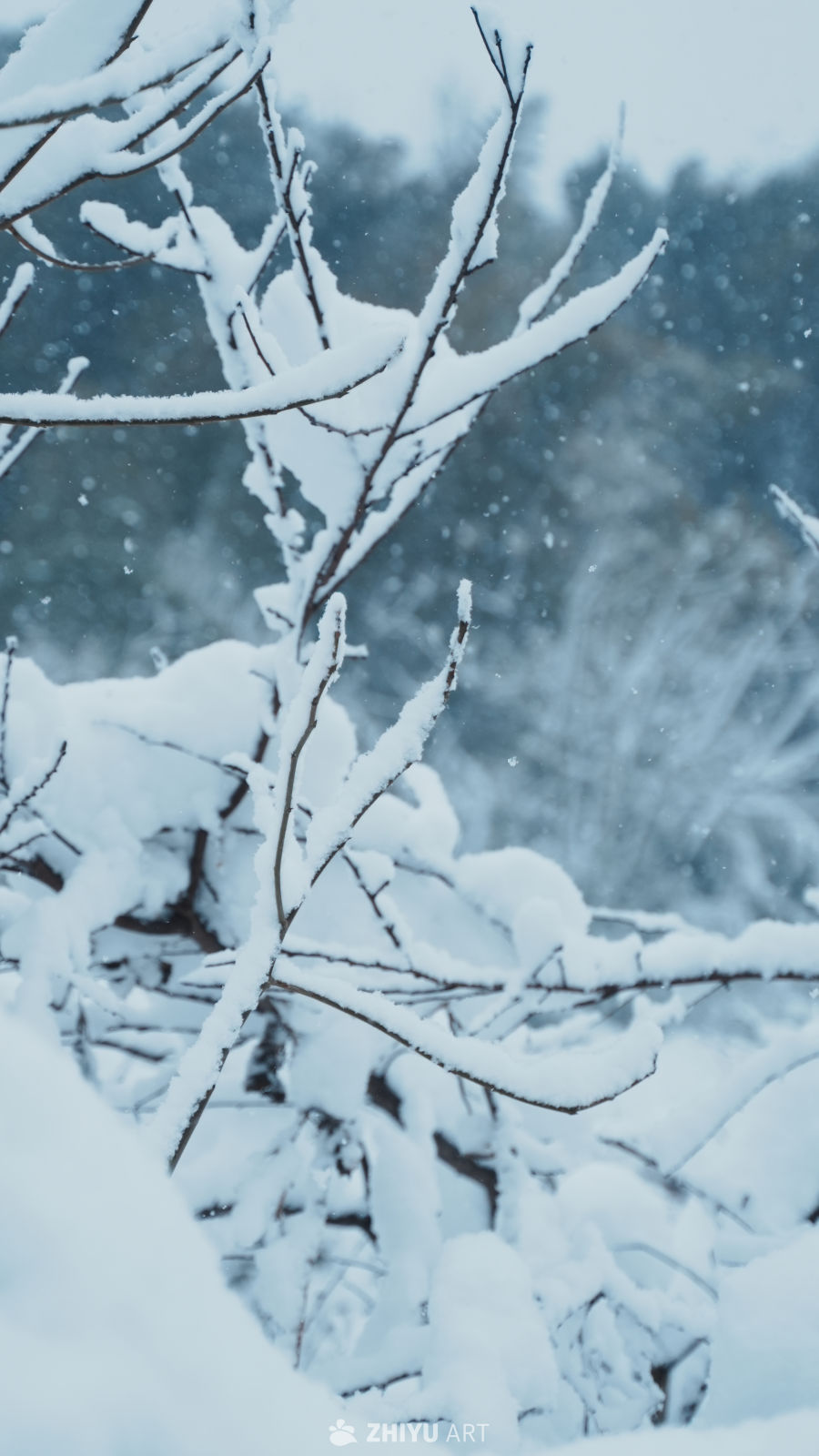 雪上枝头