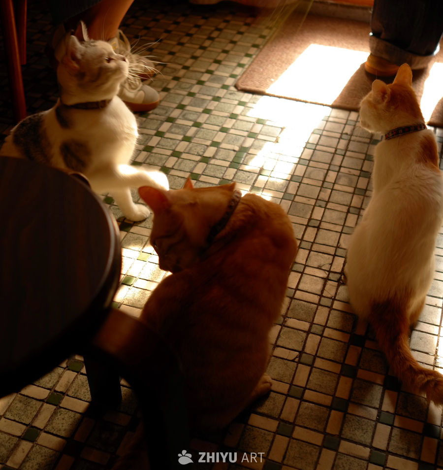猫