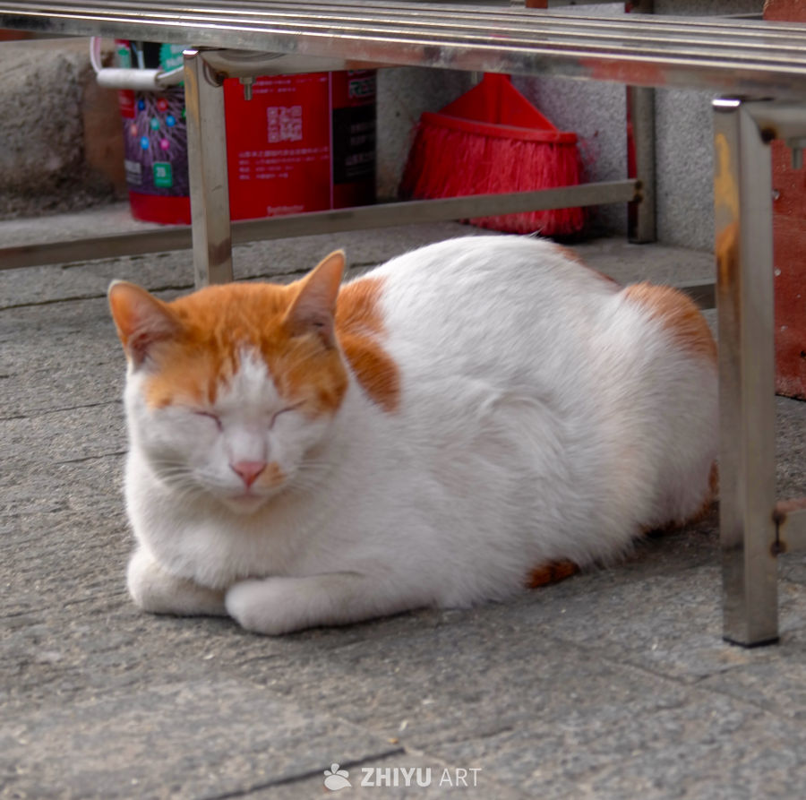 猫