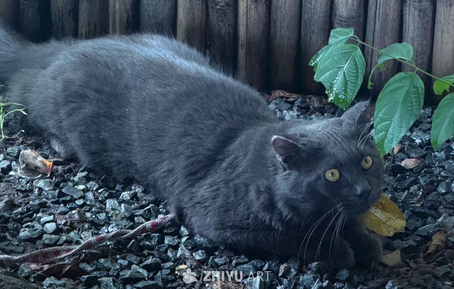 猫