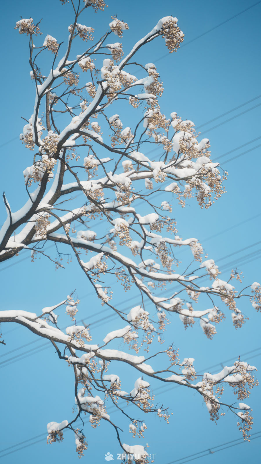 枝雪映天青