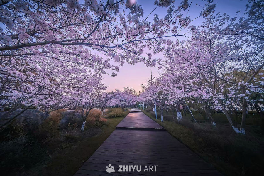 苏州蓝调樱花