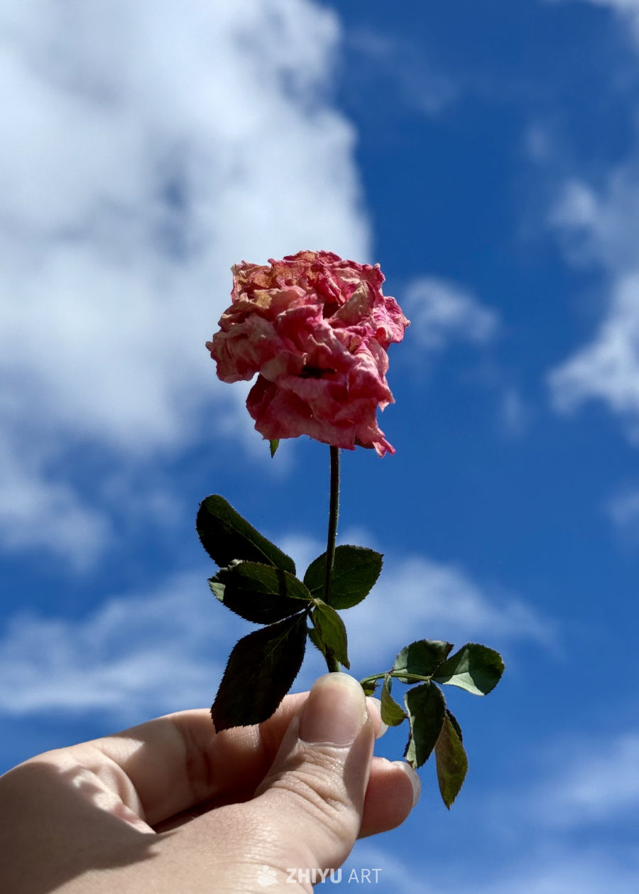绽放