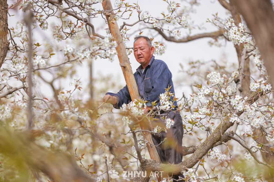 甘肃皋兰县什川镇：梨花绽放果园农民授粉忙 3