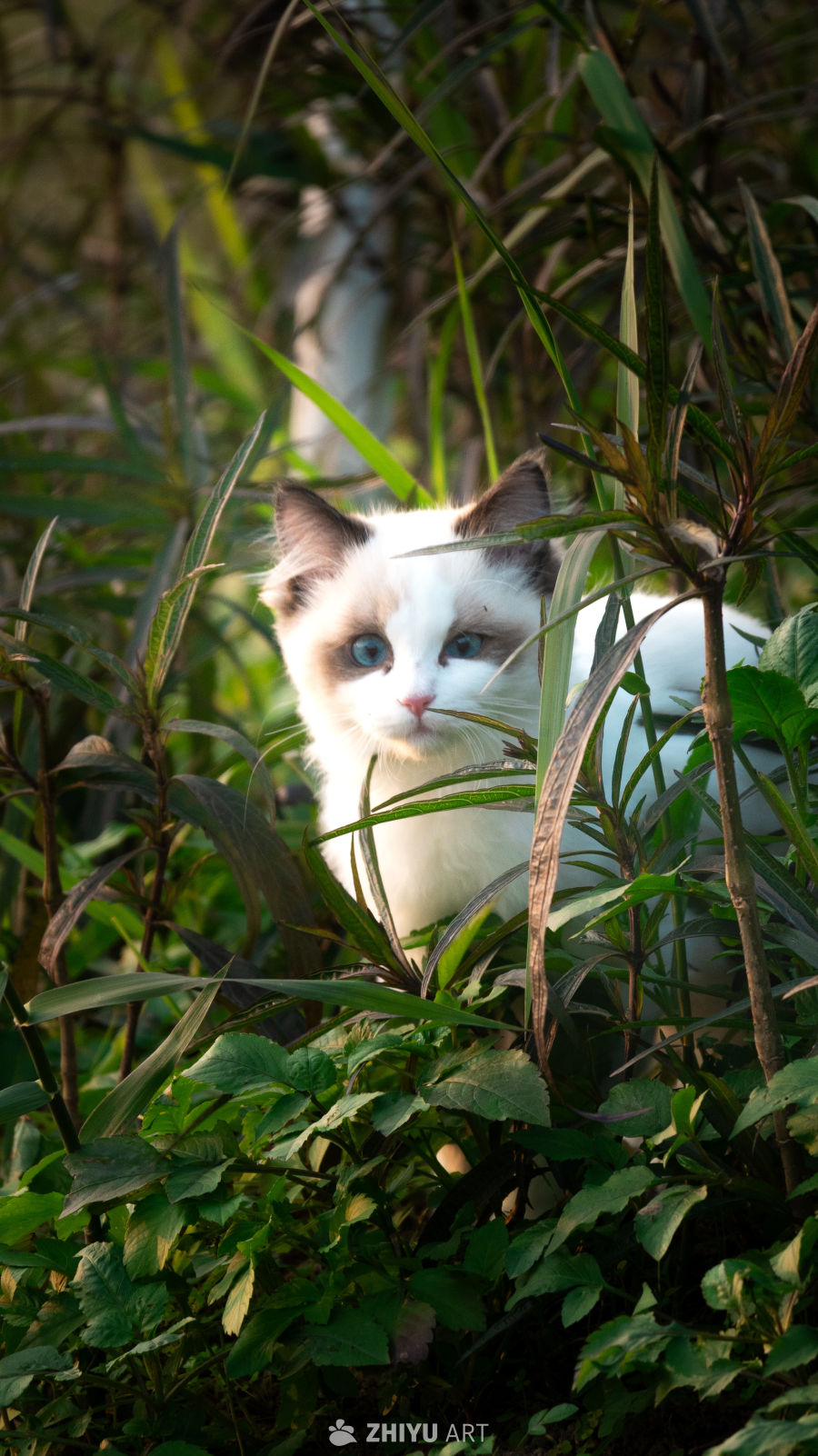探头小猫