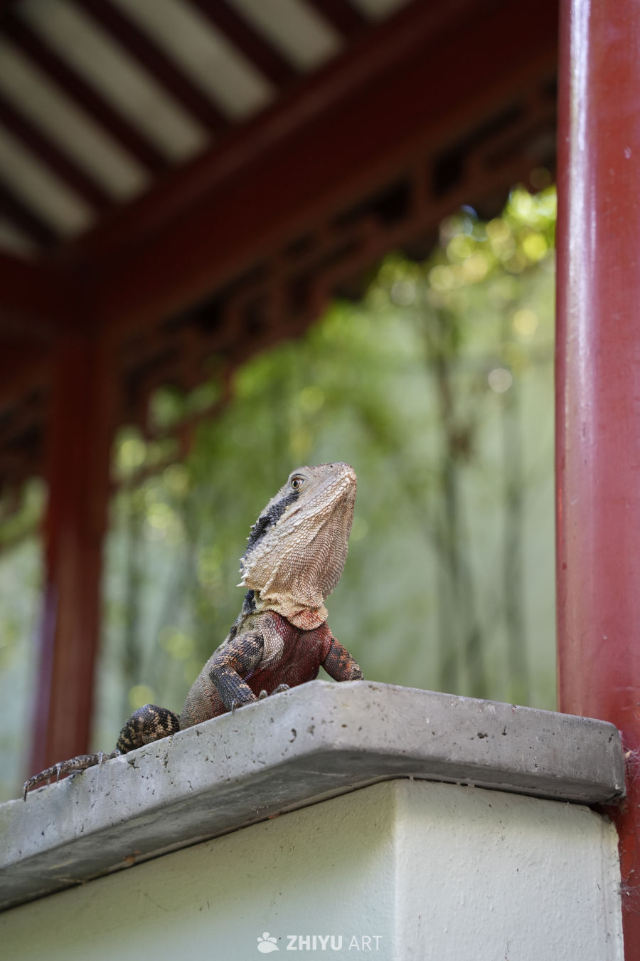 蜥蜴与长亭
