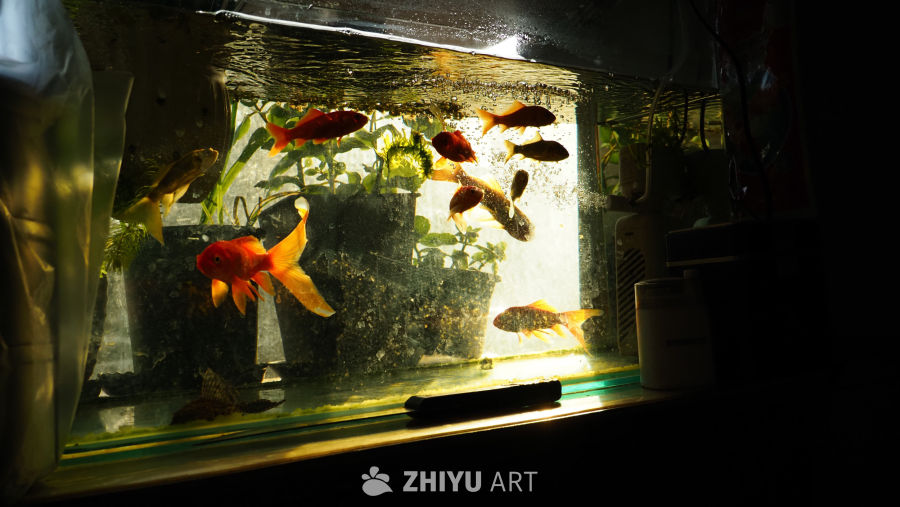 鱼缸
