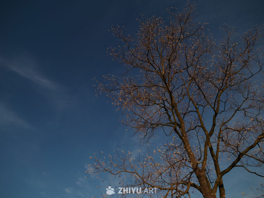 树与蓝天