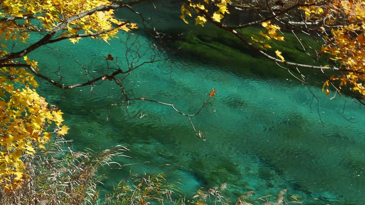 九寨芦苇海