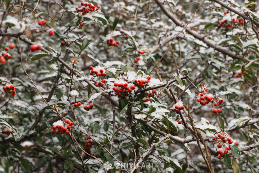 雪の果