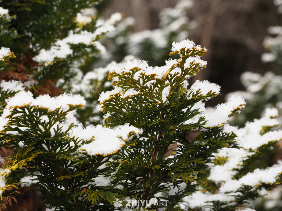 雪松