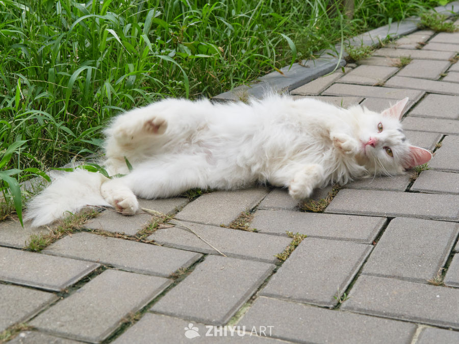 白色长毛猫四脚朝天躺卧砖石步道特写