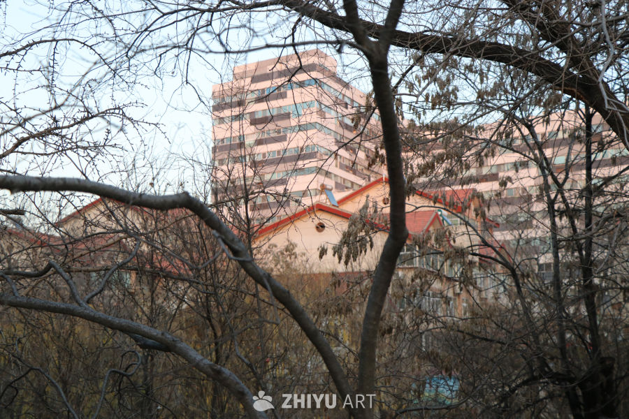 冬日树影中的城市建筑