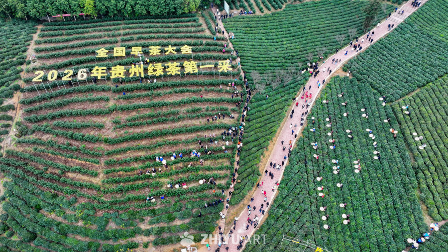贵州绿茶基地 1