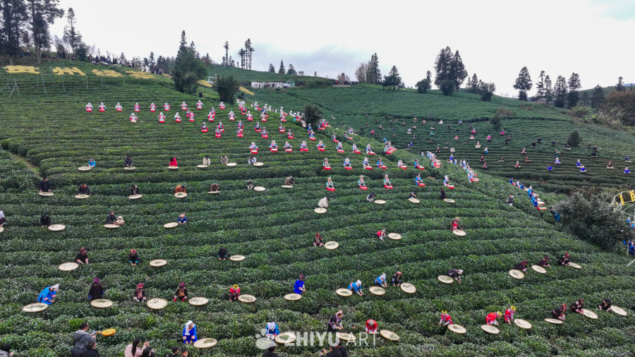 贵州绿茶基地 5