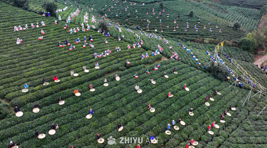 贵州绿茶基地 8