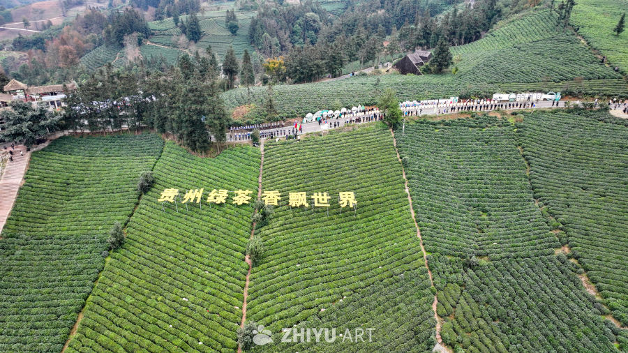 贵州绿茶基地 13