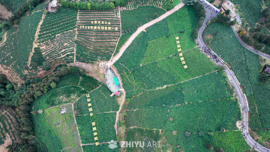 贵州绿茶基地 15