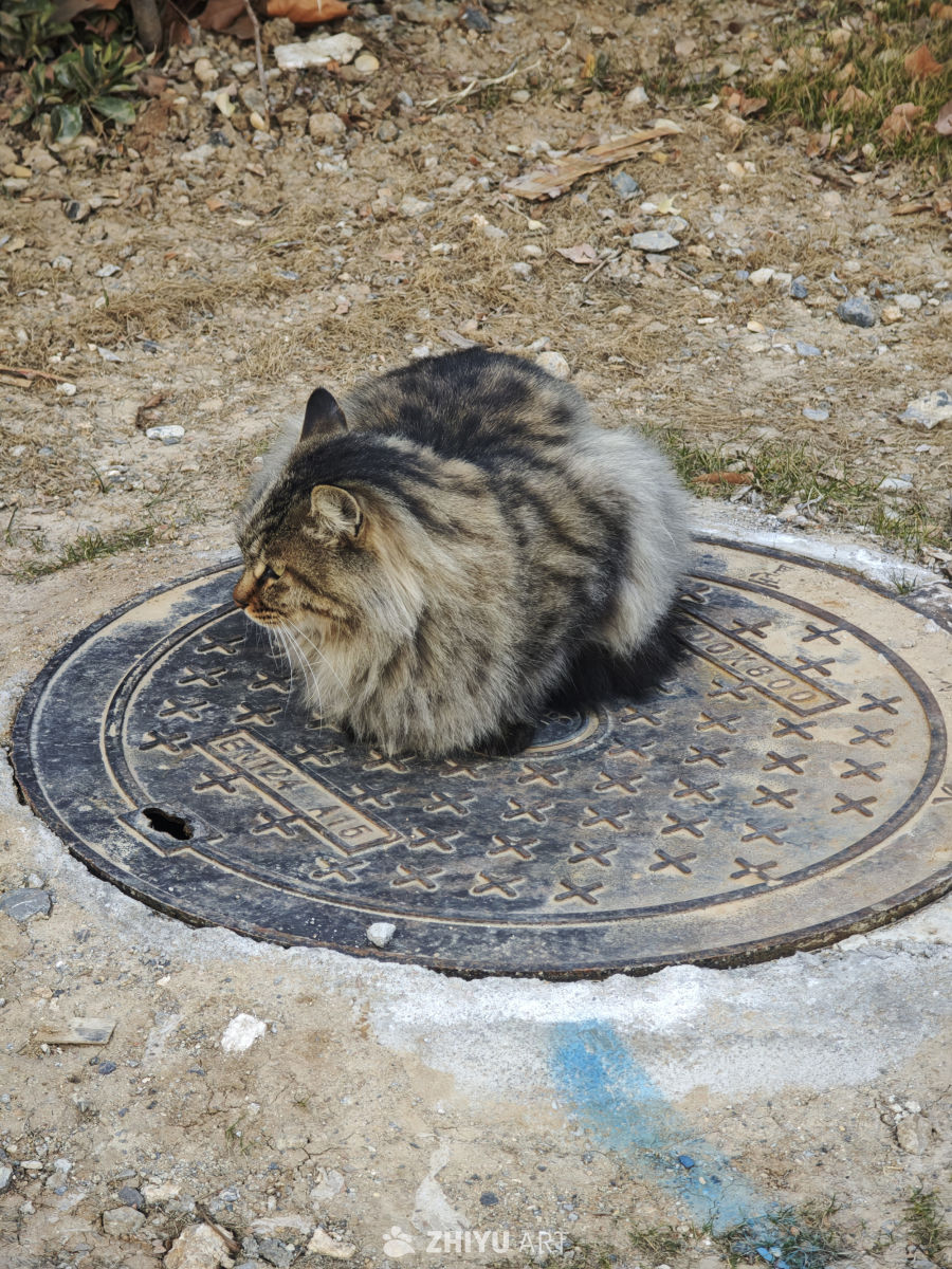 猫咪静坐井盖上