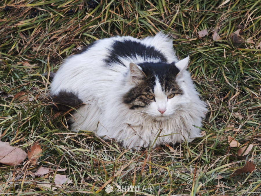 长毛猫静卧草丛中