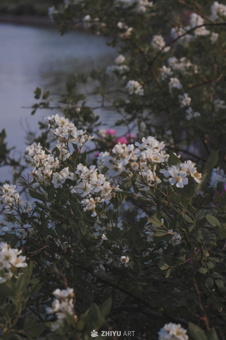 湖畔白花静谧景