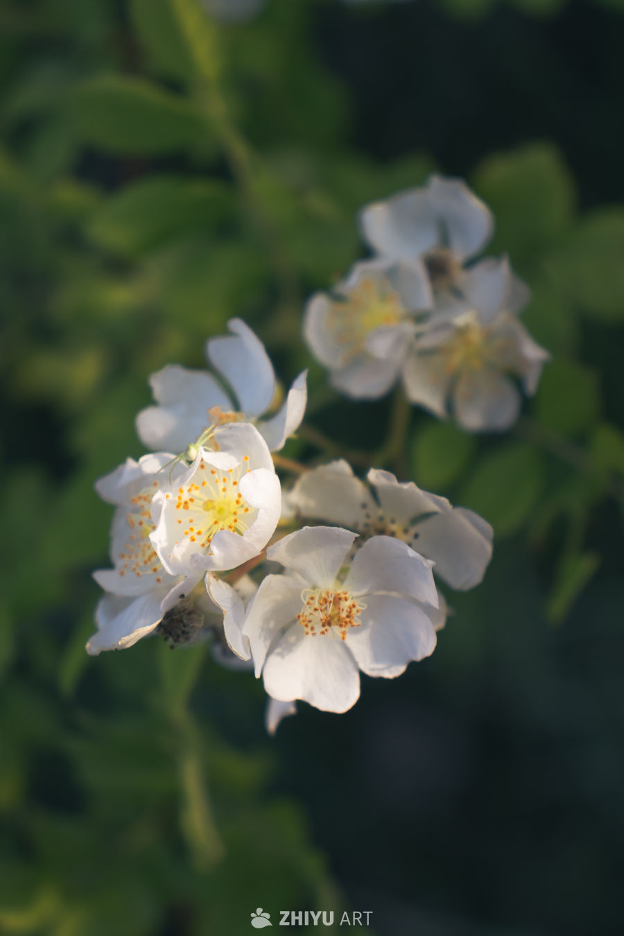 白花绿叶间的宁静时光