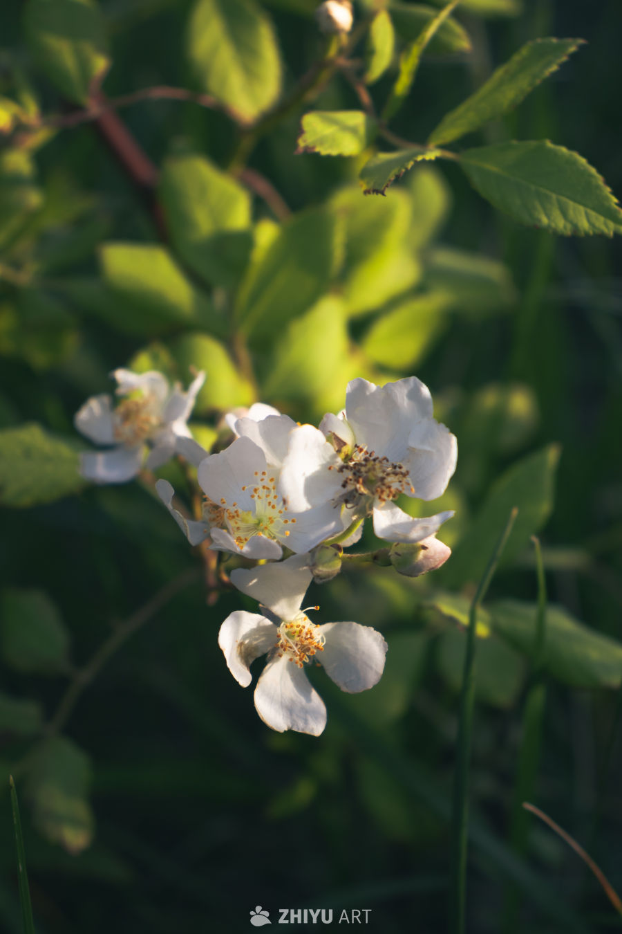 春日白花绿叶图