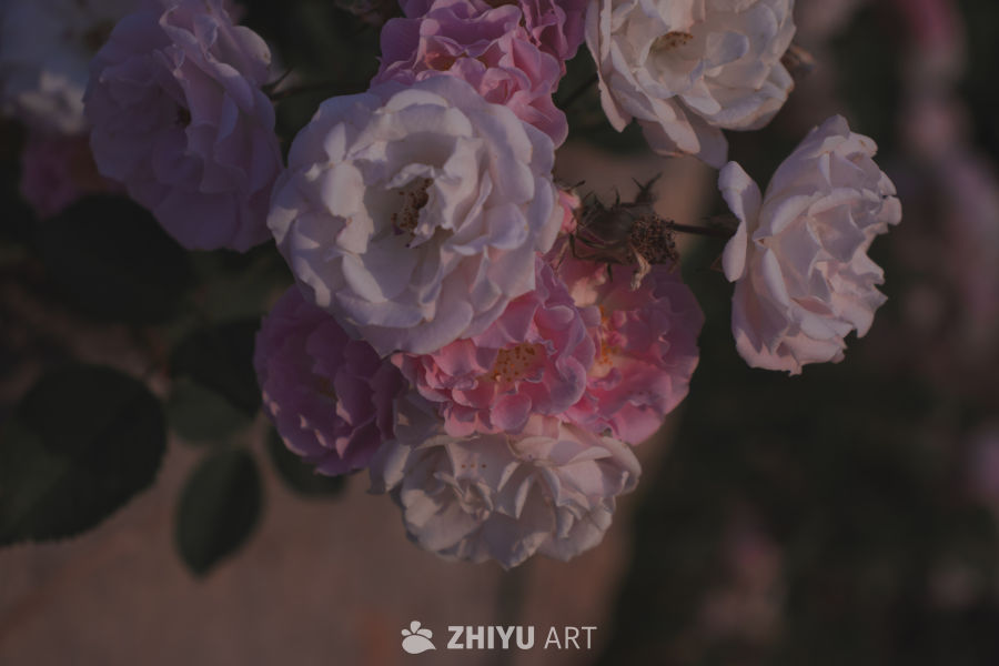 柔美玫瑰花丛