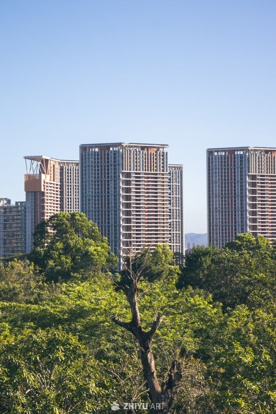 高楼与绿树的城市景观