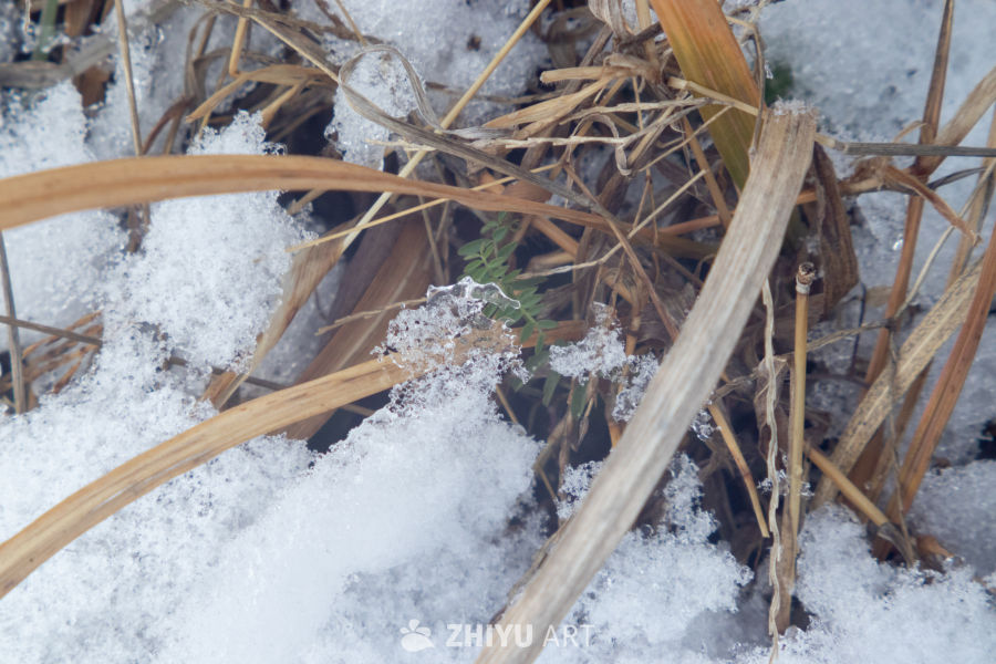雪中枯草的静谧之美