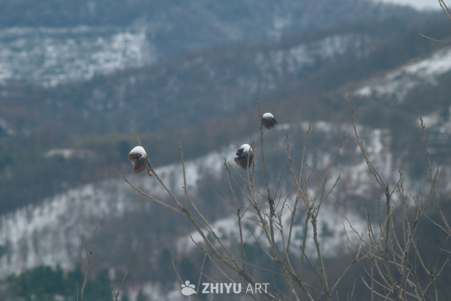 雪覆枯枝远山静