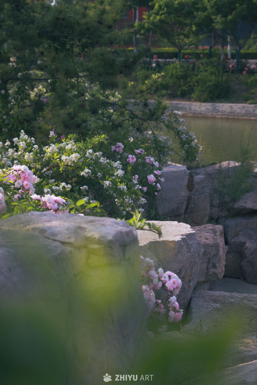 花园池塘花丛景