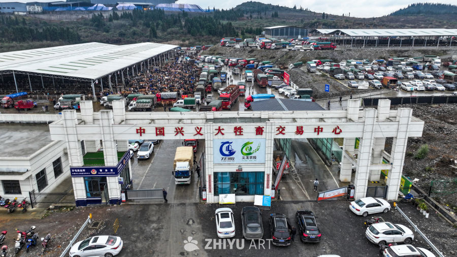 航拍贵州畜牧交易市场 牛市交易 9