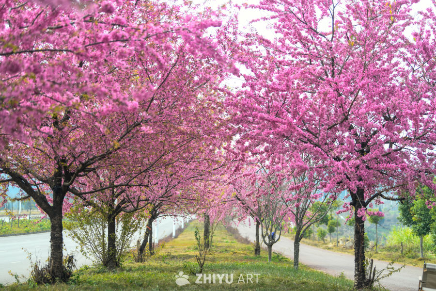 冬樱花盛开 冬季花海 1
