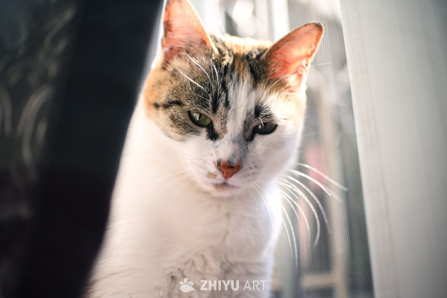 猫