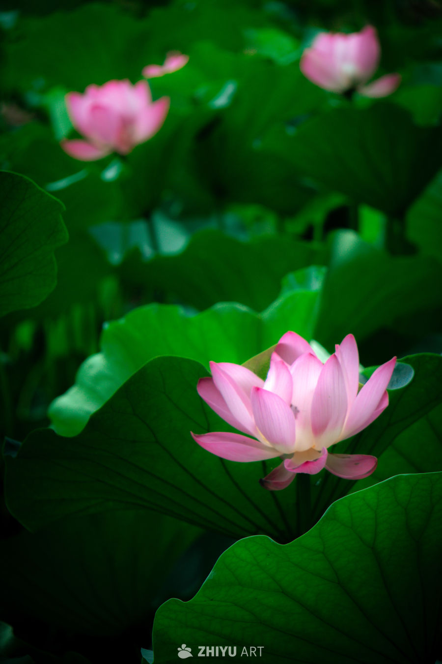 荷花