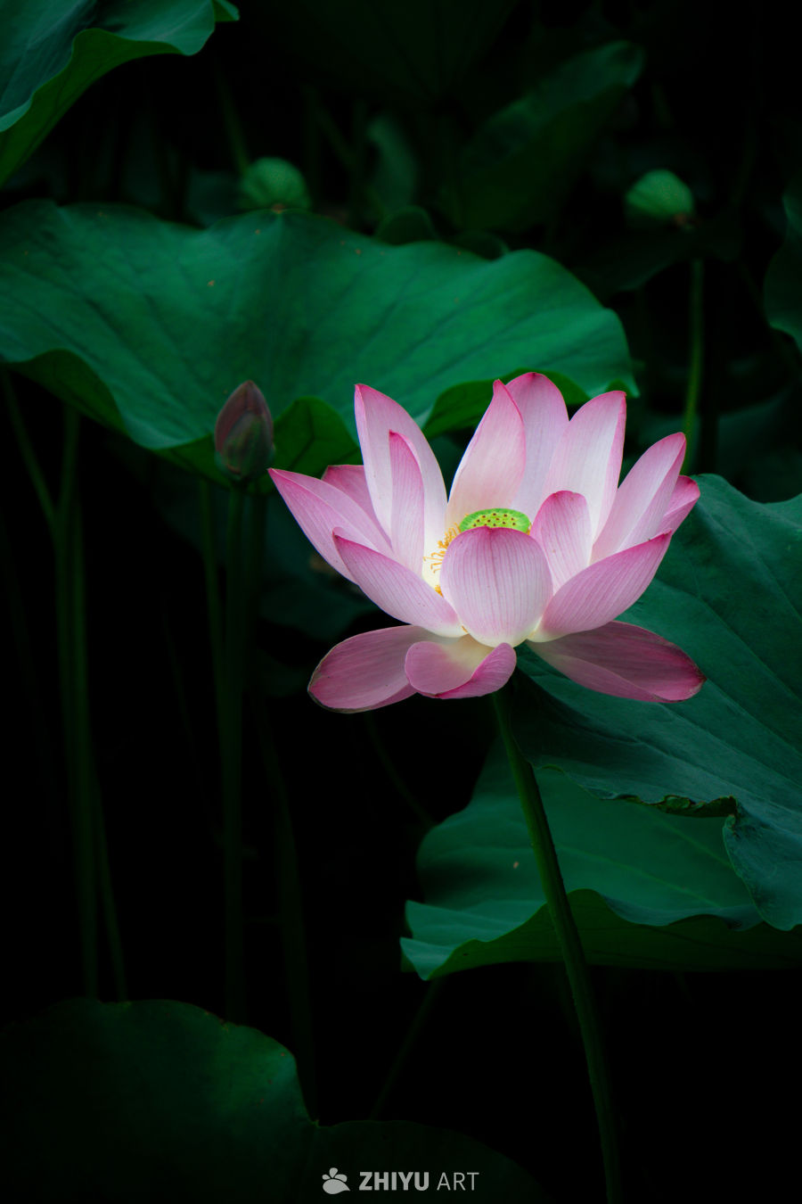 荷花