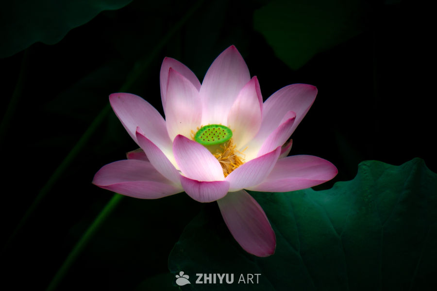 荷花