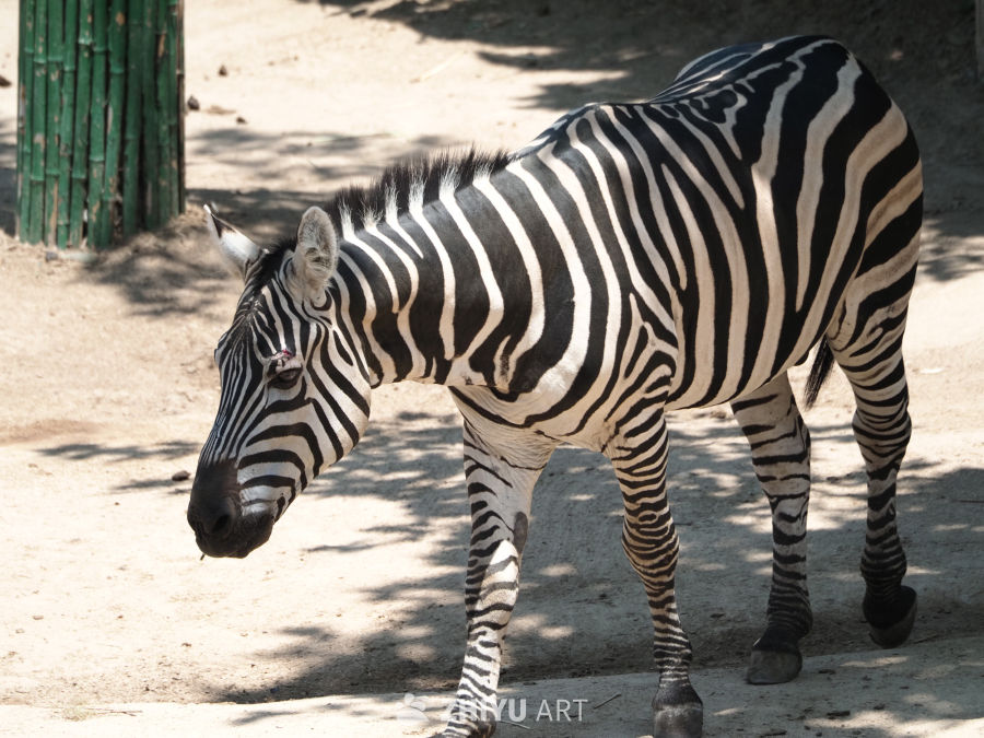 斑马🦓