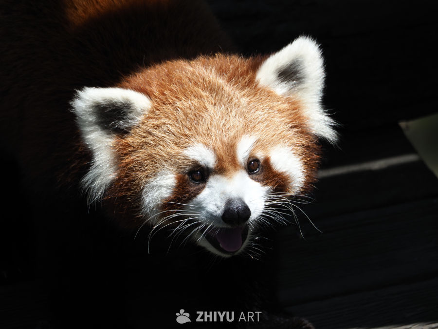 小熊猫