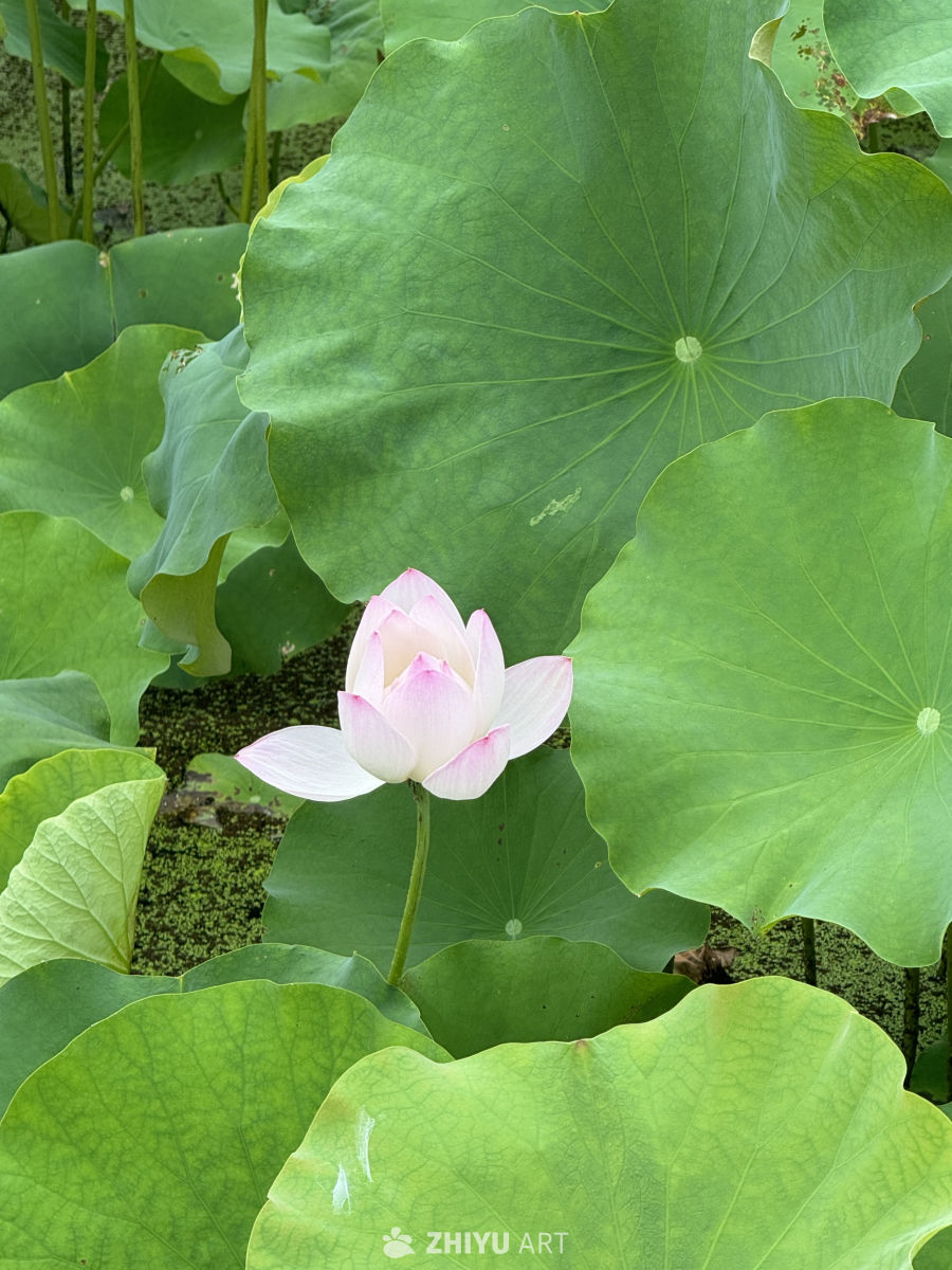 杭州湘湖荷花