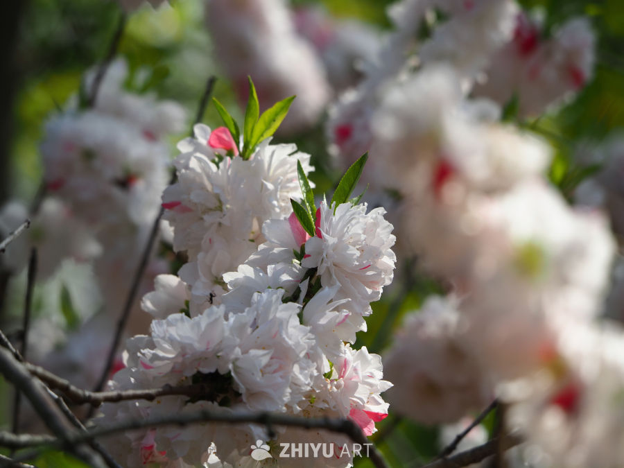 桃花
