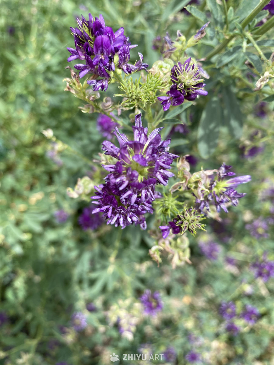 紫色苜蓿花特写