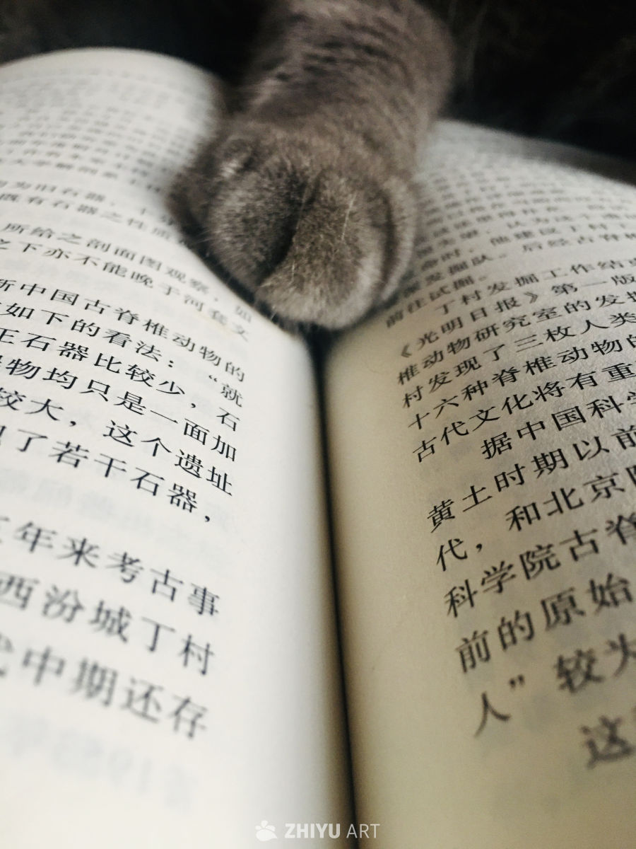 猫咪的阅读时光