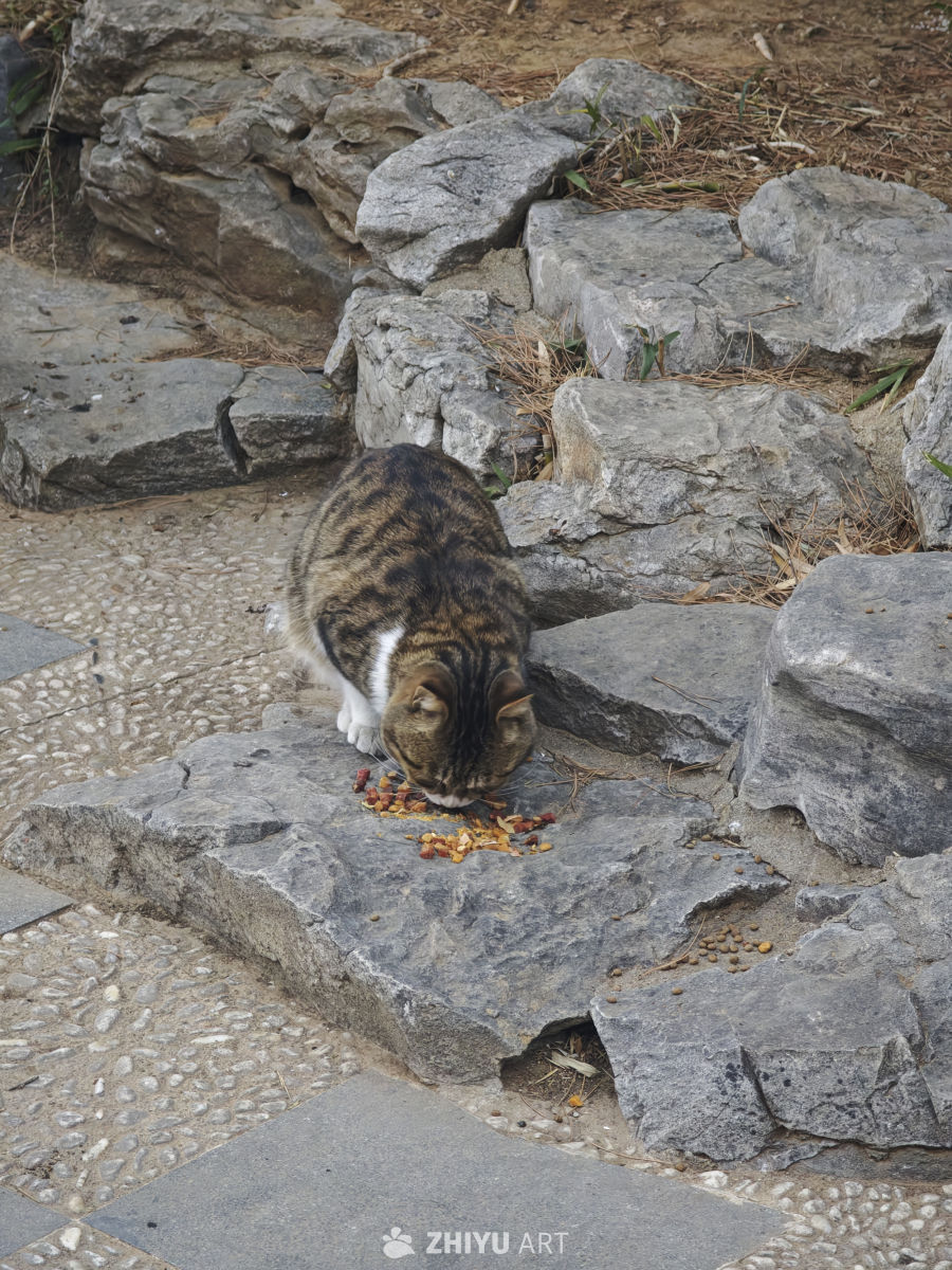猫猫