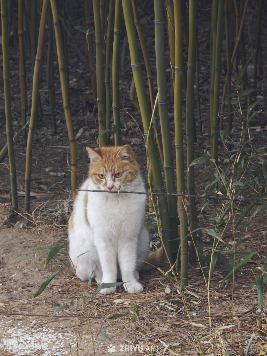 猫猫