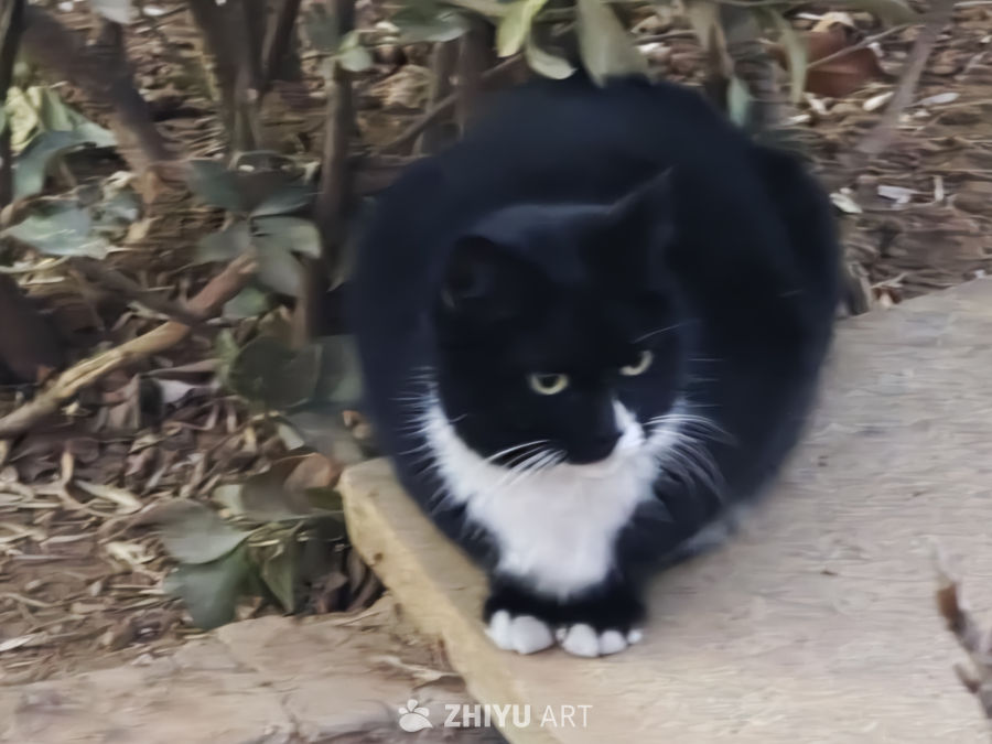 猫猫