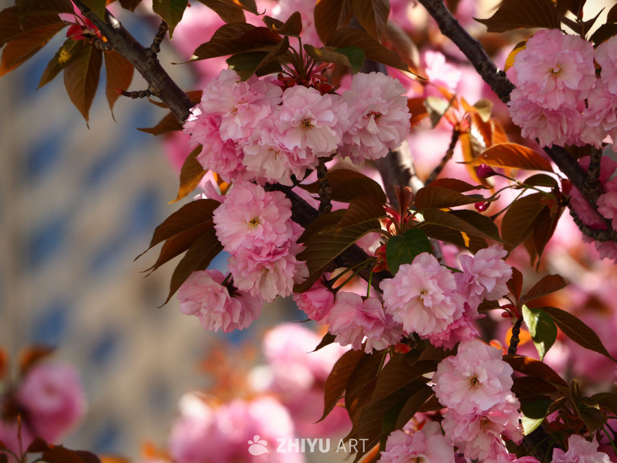 樱花