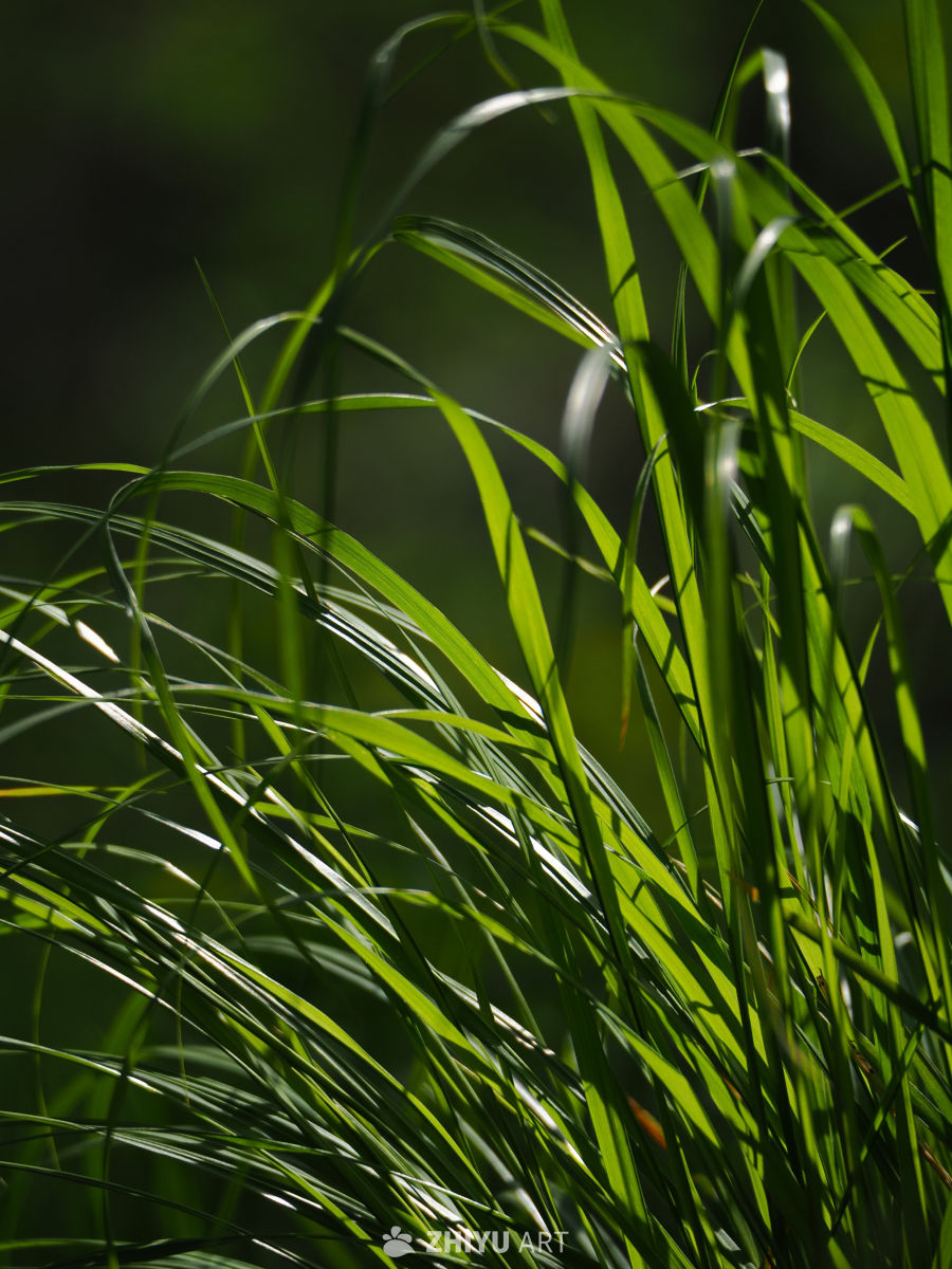 草，素材